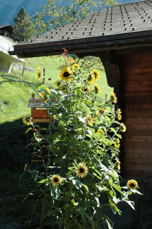 Alpenhof Hotel Grindelwald Exterior photo